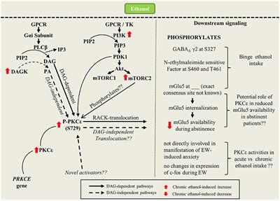 Ethanol-Induced Changes in PKCε: From Cell to Behavior